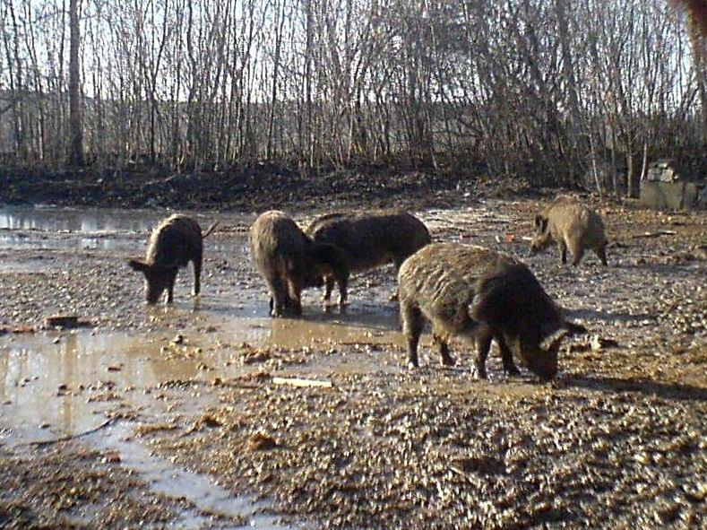 Велика Кужелева з panoramio.com - Велика Кужелева