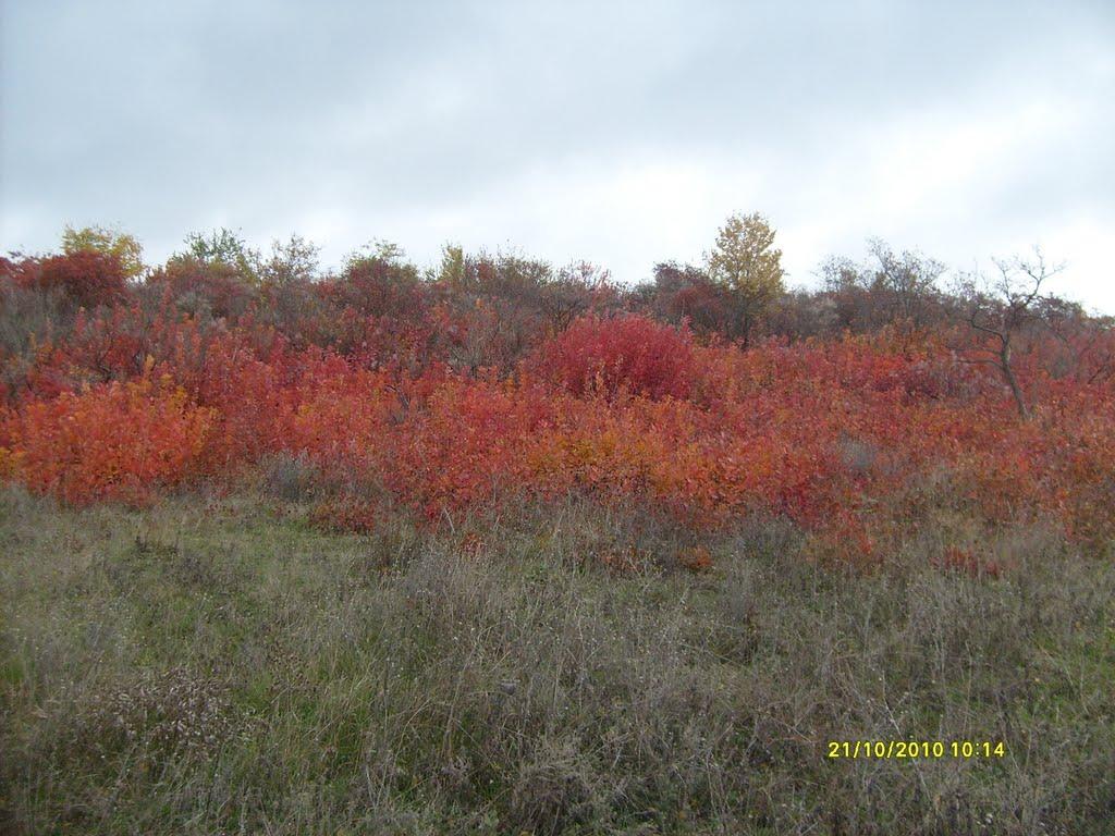 Світле з panoramio.com - Svitle