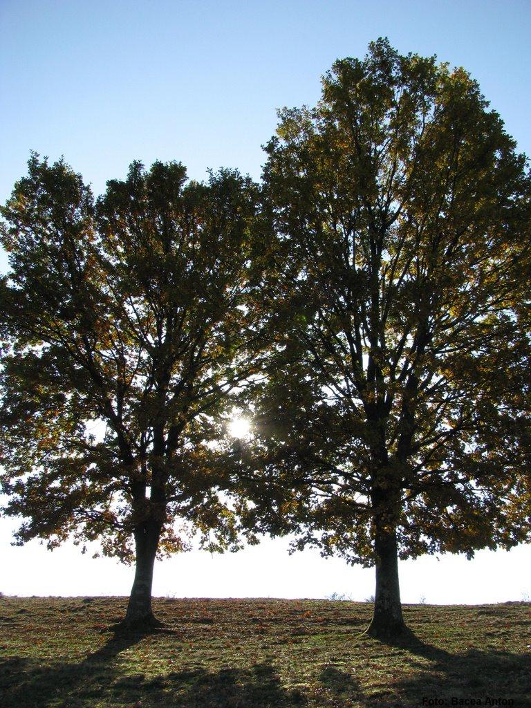 Хмелів з panoramio.com - Хмелев