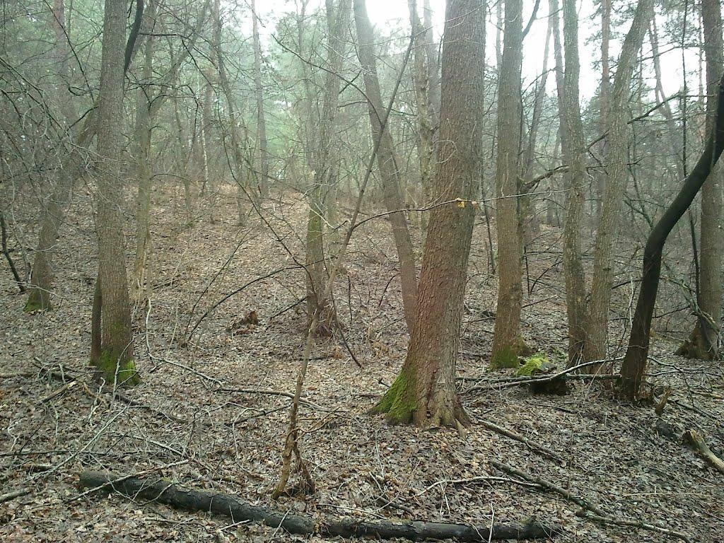 Тросне з panoramio.com - Тростное