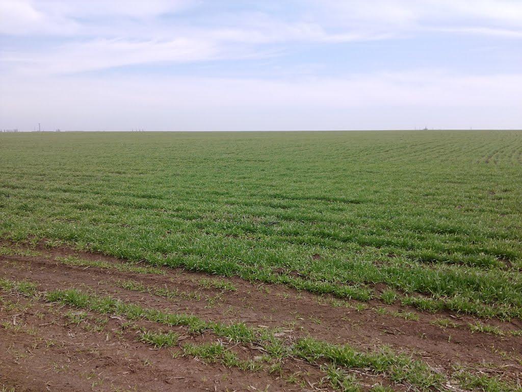 Миколаївське з panoramio.com - Николаевское