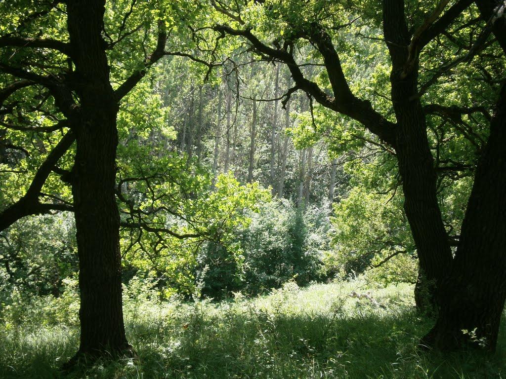 Федорівка з panoramio.com - Федорівка