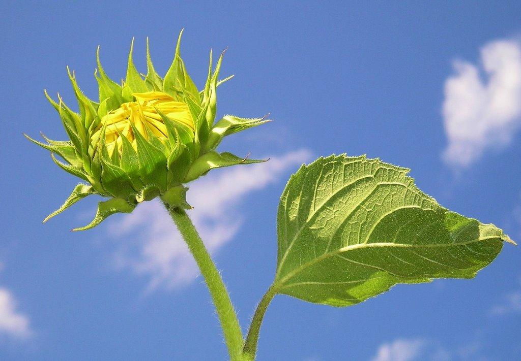 Прилиманське з panoramio.com - Прилиманське