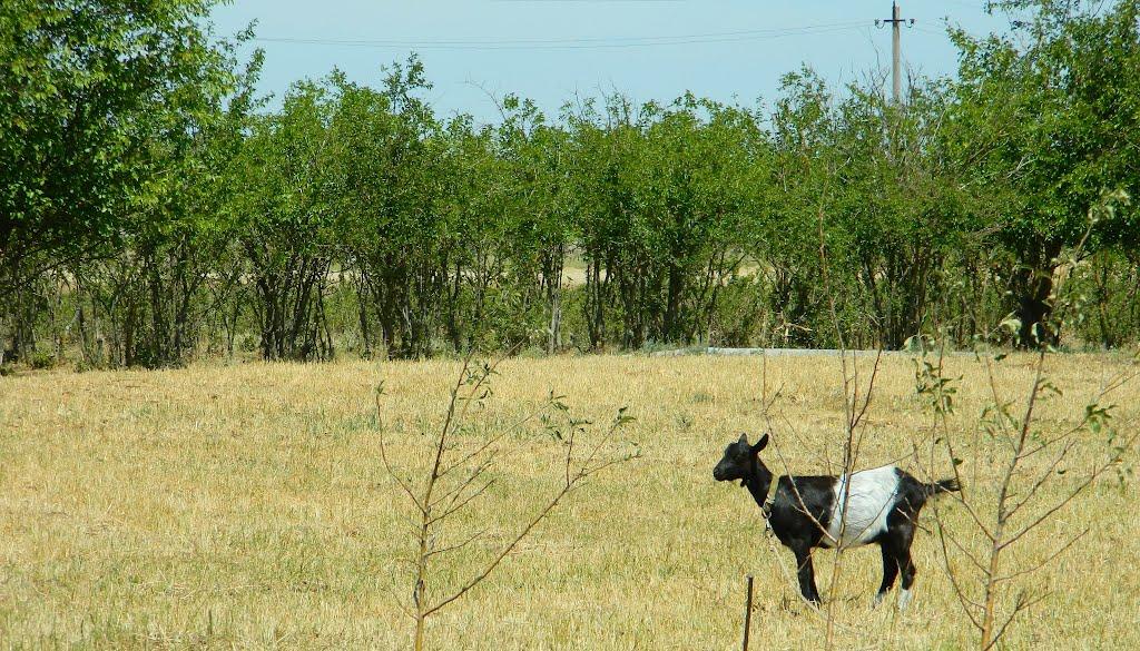 Ленінське з panoramio.com - Ленинское