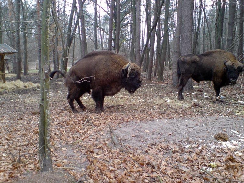 Збруї з panoramio.com - Збруї