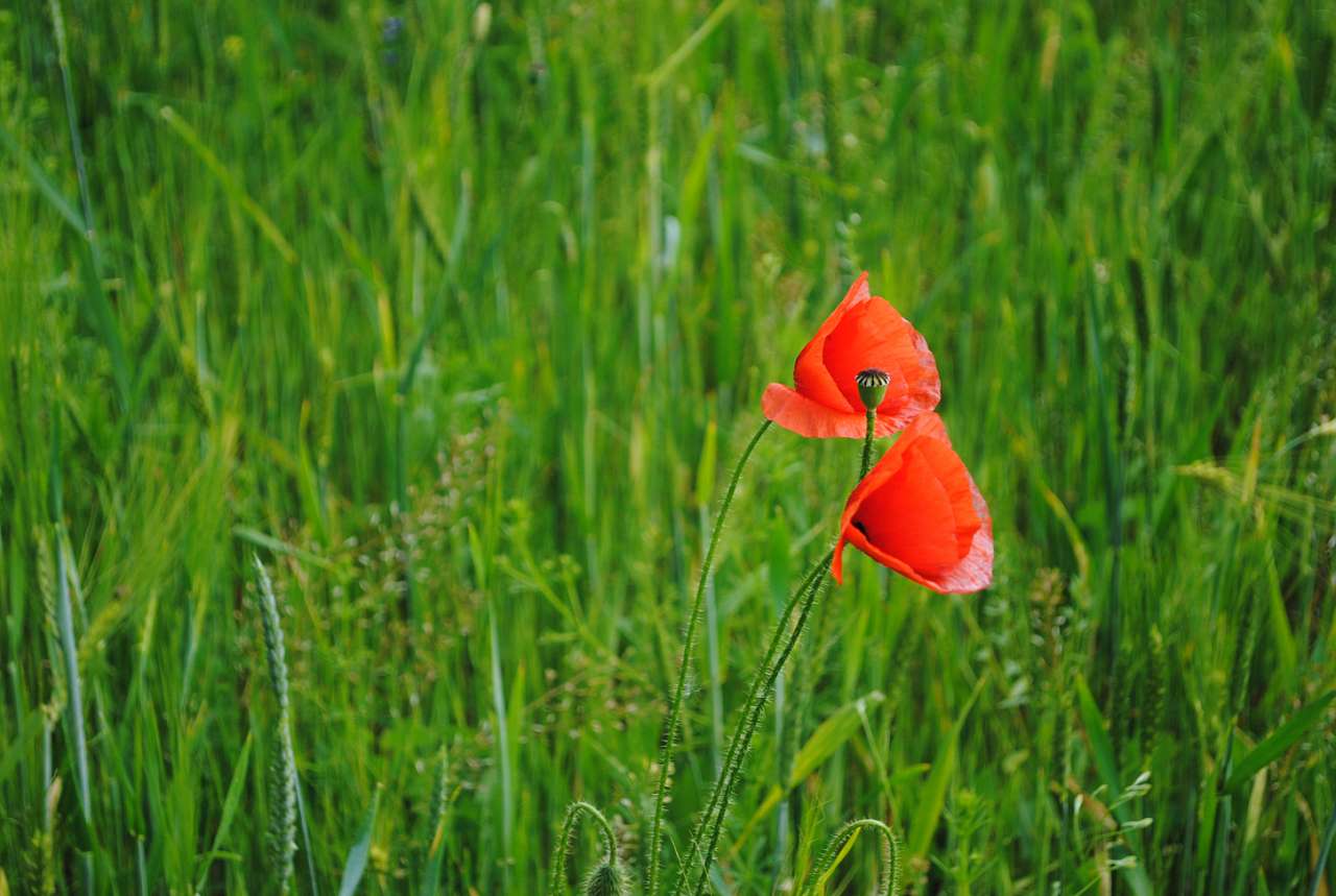 Польові натьорморти - Матвеевка