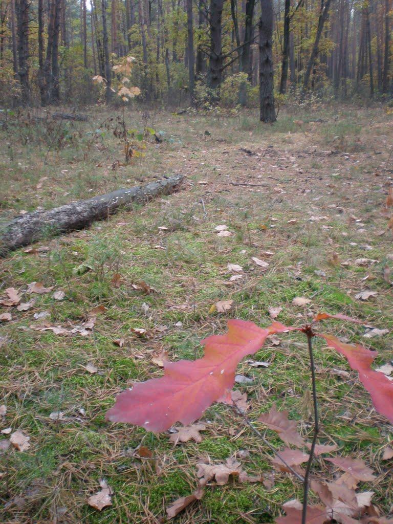 Вишняки з panoramio.com - Вишняки