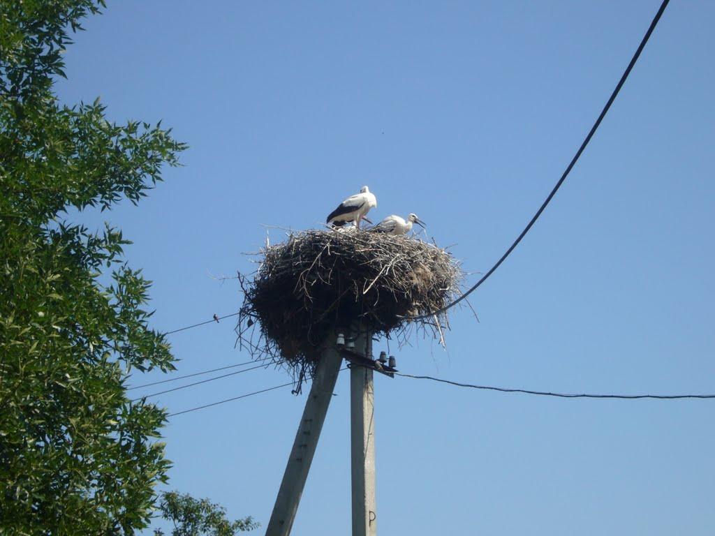 Куцеволівка з panoramio.com - Куцеволівка