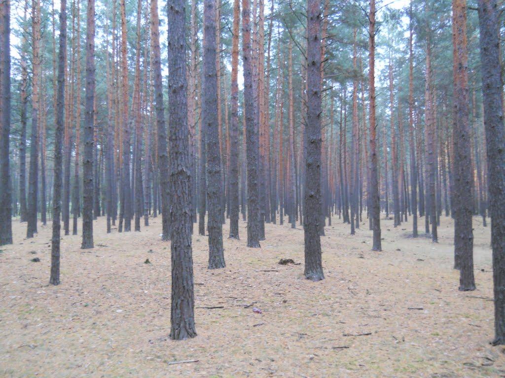 Глухів з panoramio.com - Глухов