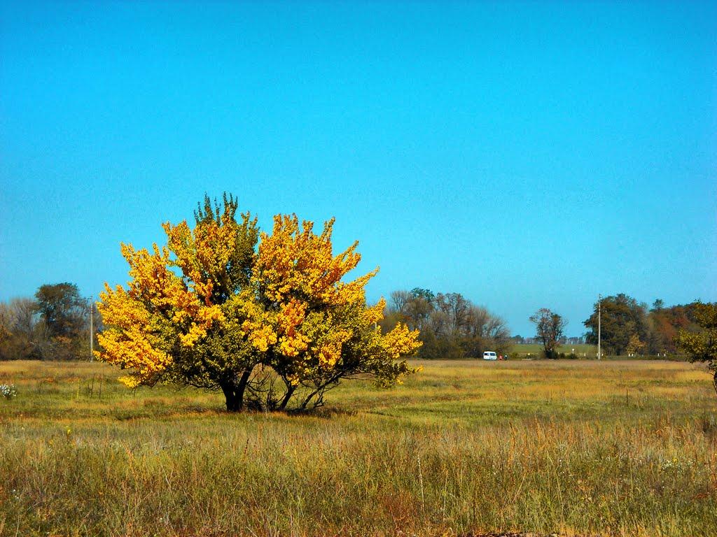 Медведівка з panoramio.com - Медведевка