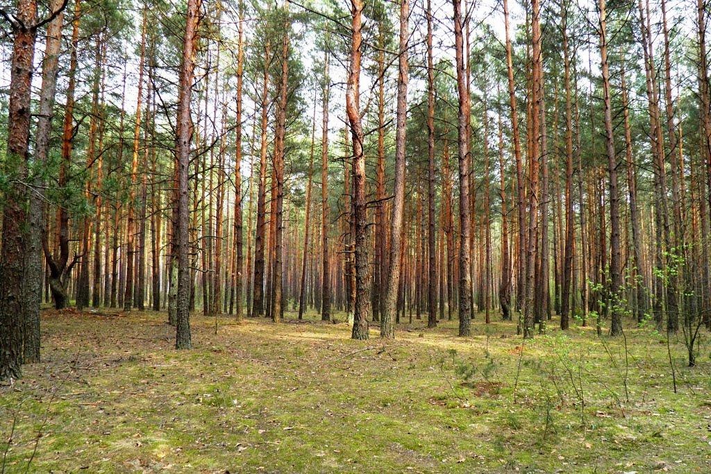 Маневичі з panoramio.com - Маневичи