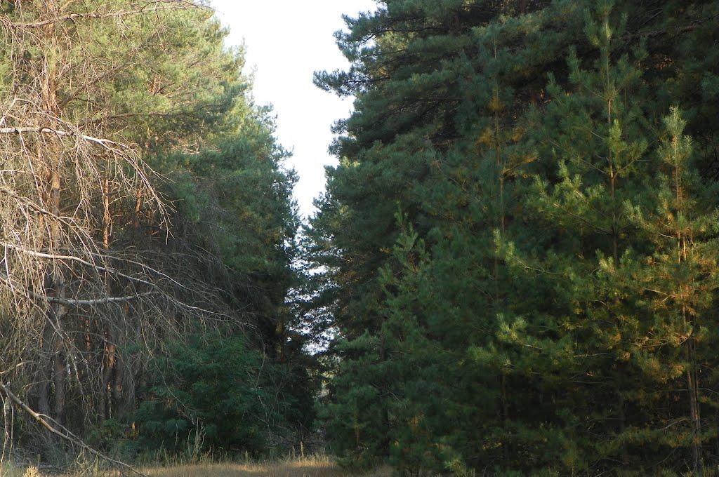 Чехівка з panoramio.com - Чеховка