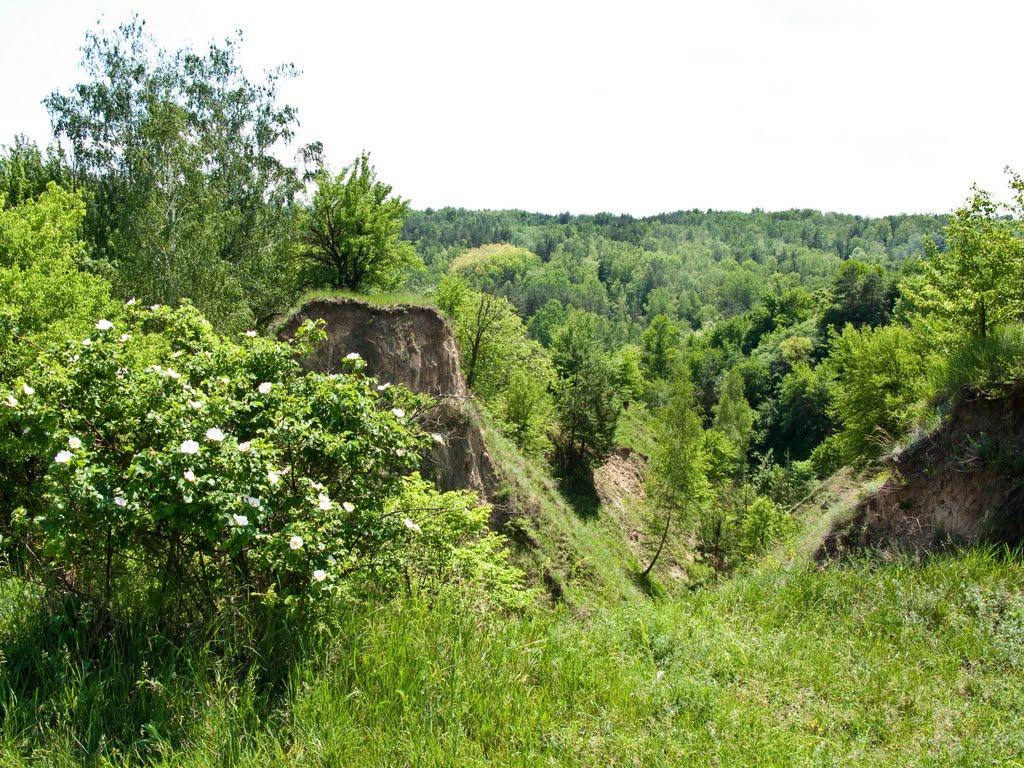 Трахтемирів з panoramio.com - Трахтемиров