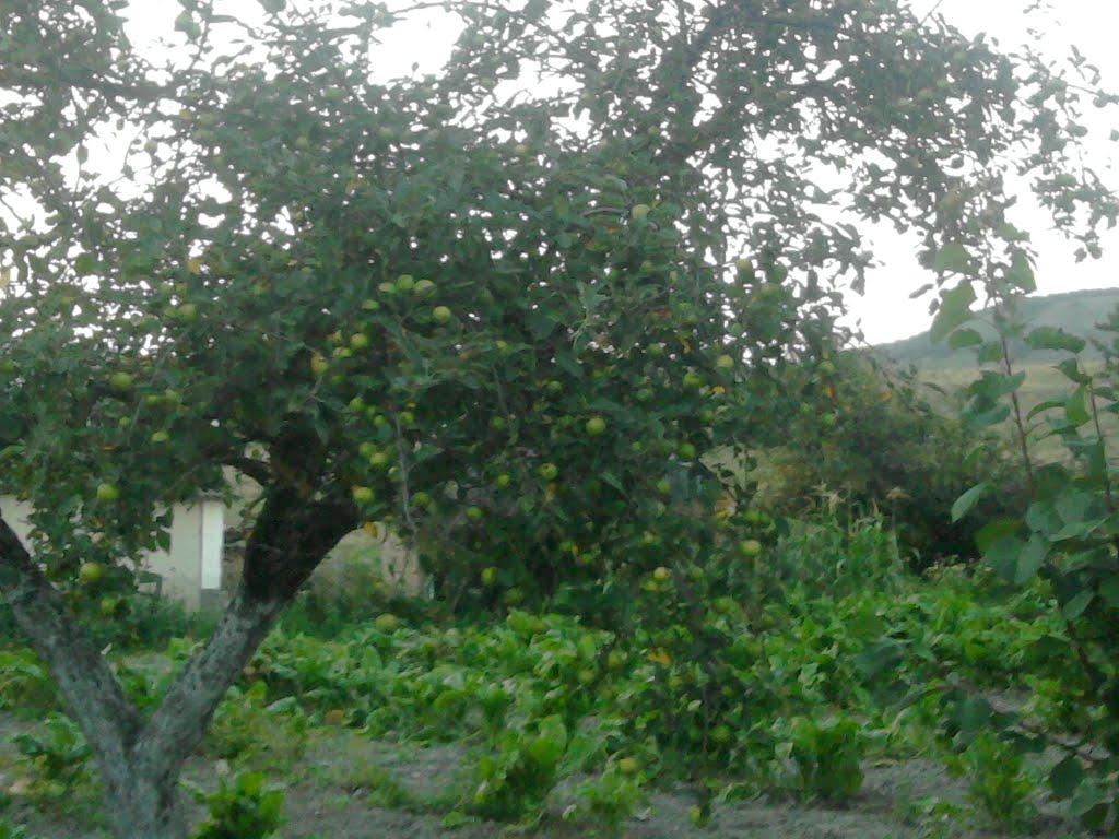 Багате з panoramio.com - Багате
