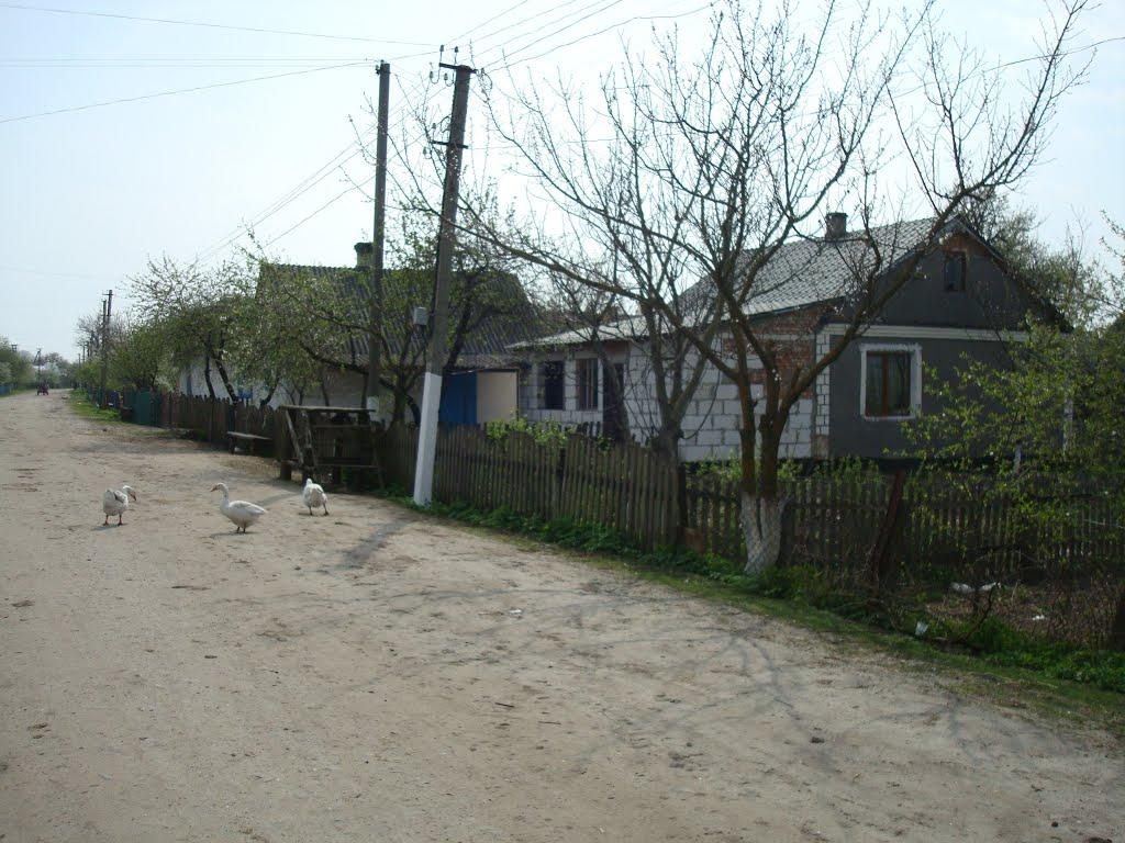 Дроздні з panoramio.com - Дроздни
