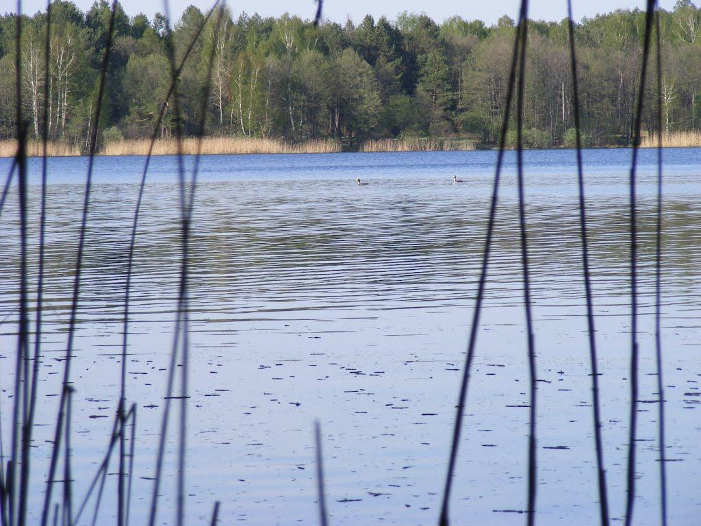 Перешпа з panoramio.com - Перешпа