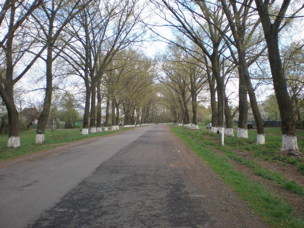 Могилівка з panoramio.com - Могилевка