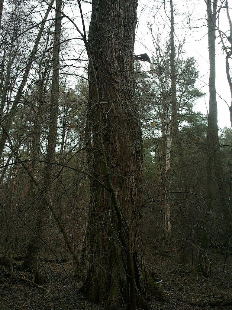 Тросне з panoramio.com - Тростное