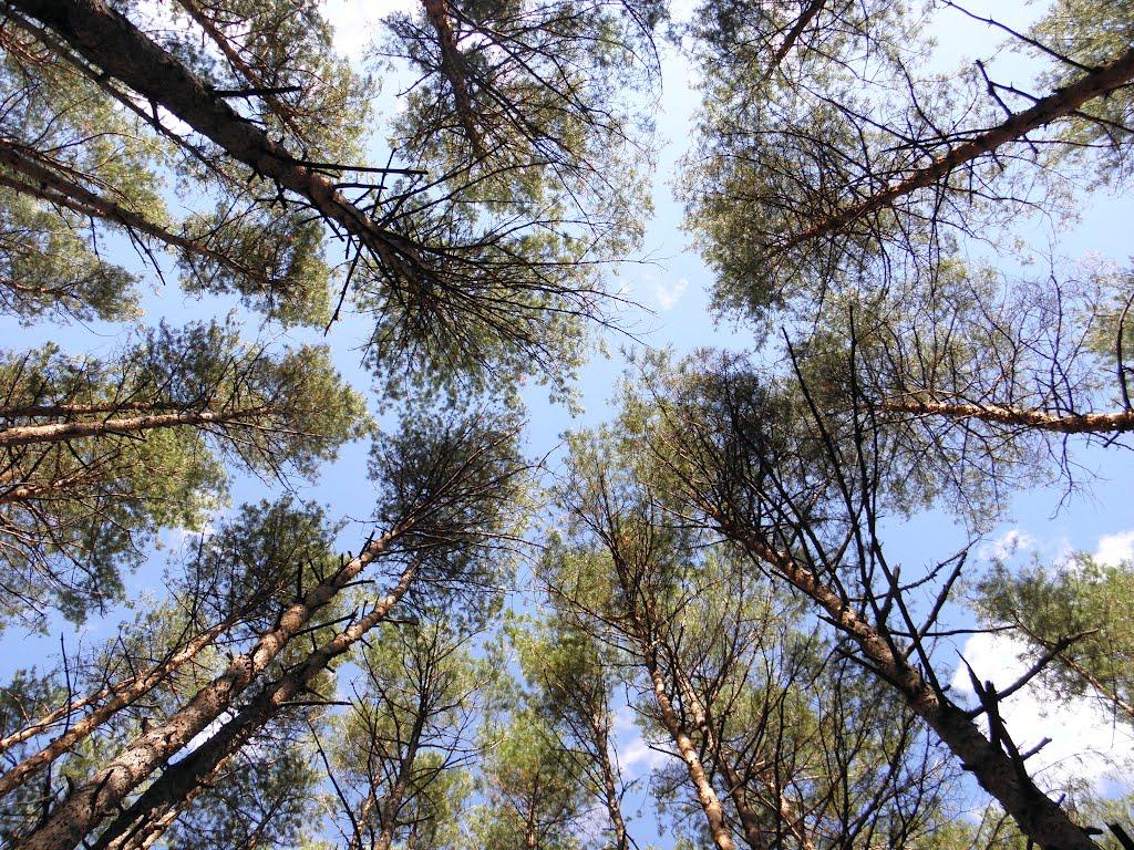 Нижні Яреськи з panoramio.com - Нижні Яреськи