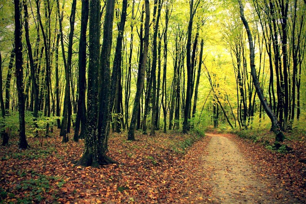 Верхівка з panoramio.com - Верховка