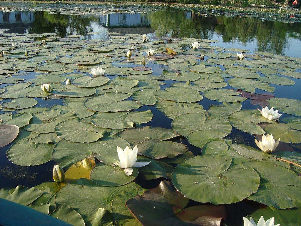 Бар з panoramio.com - Bar