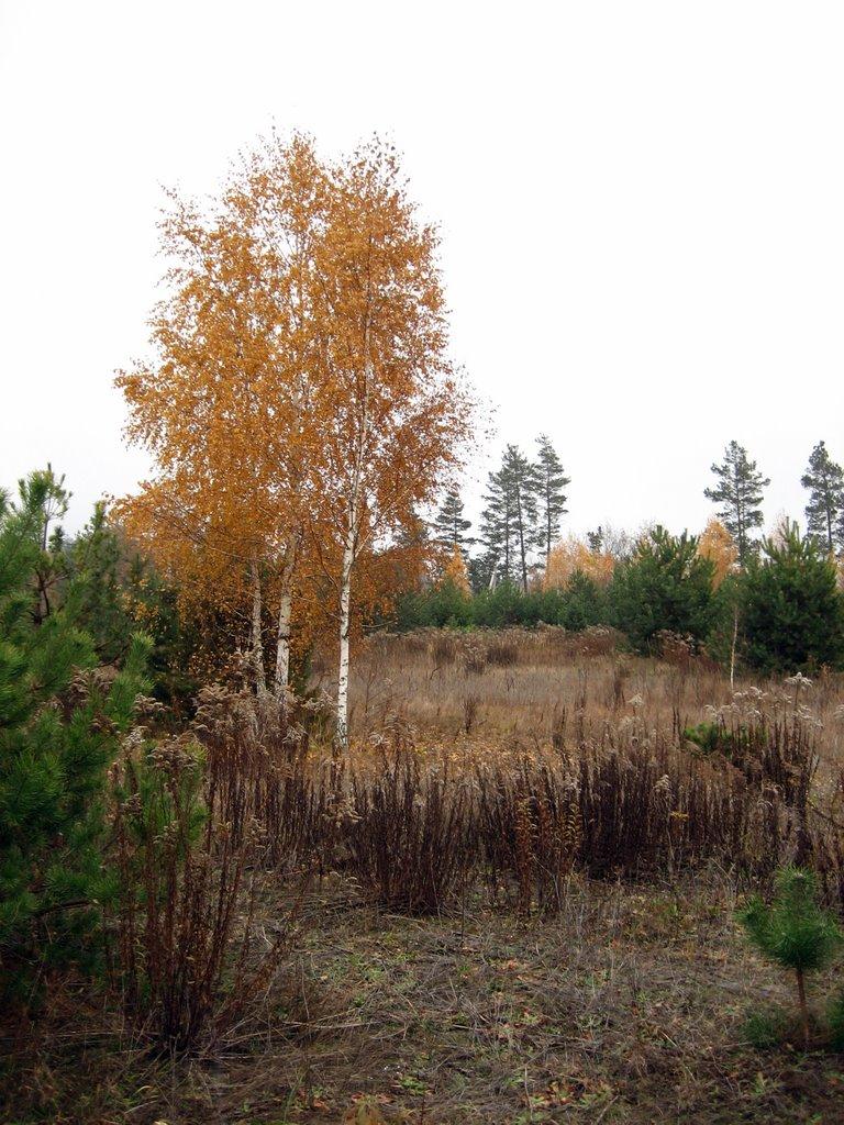 Дзвінкове з panoramio.com - Dzvinkove