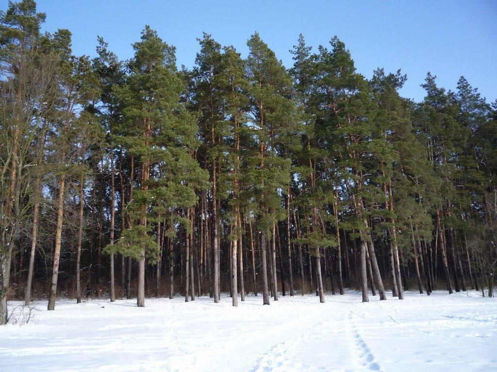 Лохвиця з panoramio.com - Лохвица