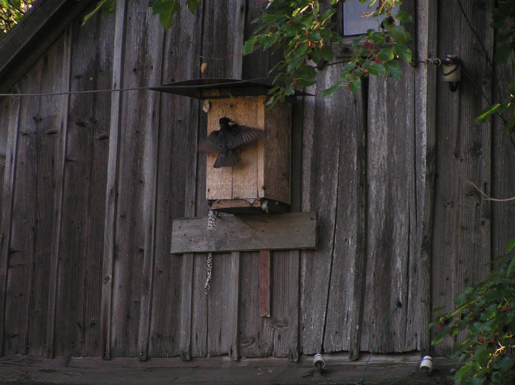 Орлівське з panoramio.com - Орлівське