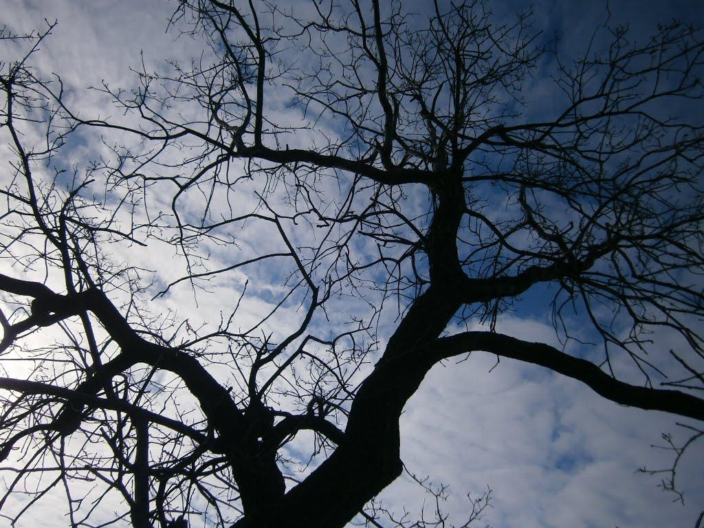 Федорівка з panoramio.com - Федоровка