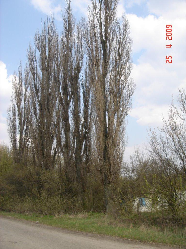 Іванківці з panoramio.com - Іванківці