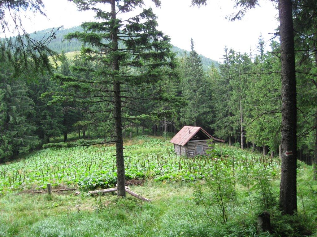 Осмолода з panoramio.com (ч.2) - Осмолода