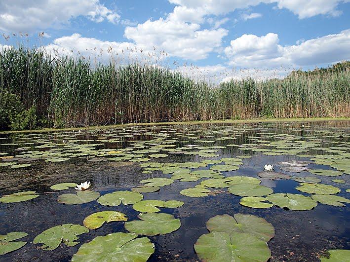 Красна Лука з panoramio.com - Красна Лука