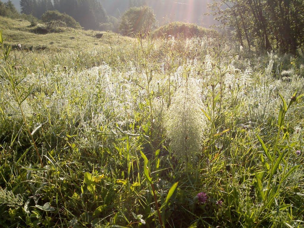 Буркут з panoramio.com - Буркут