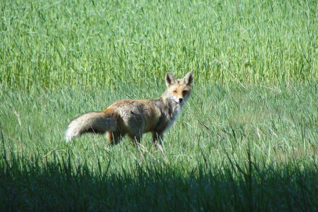 Гайове з panoramio.com - Гайове