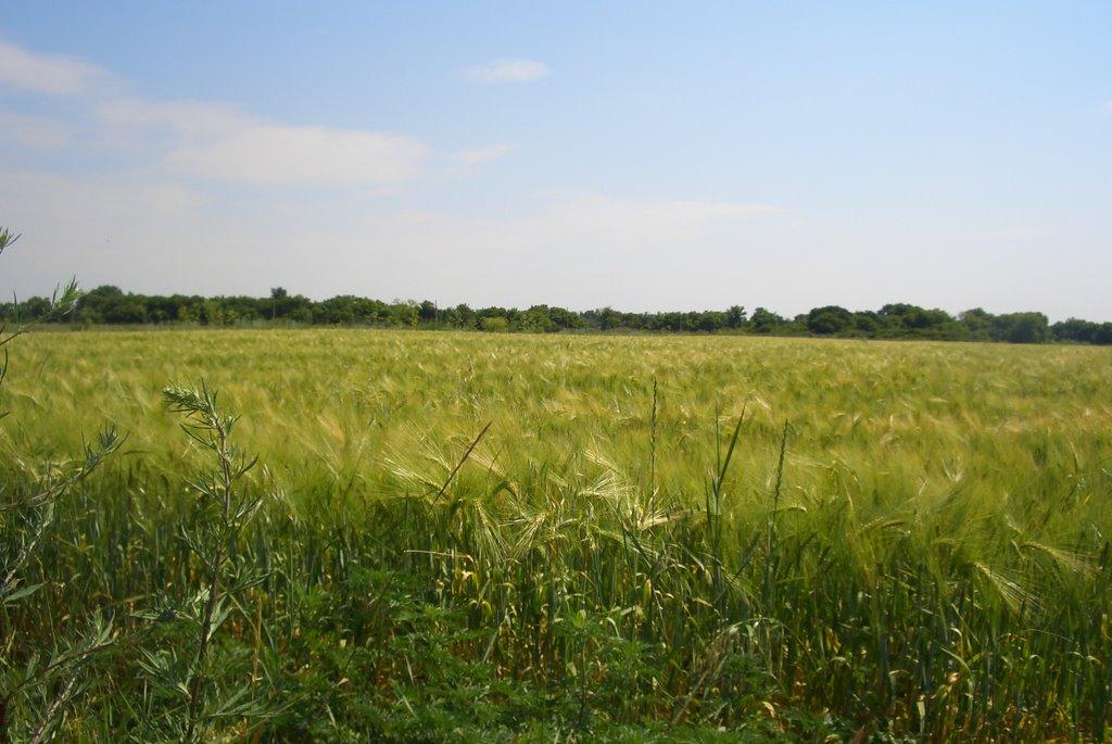 Старомлинівка з panoramio.com - Старомлинівка