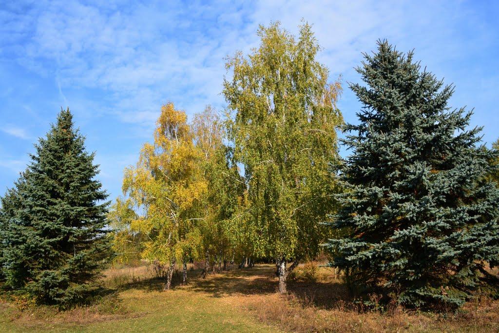 Теребовля з panoramio.com - Теребовля