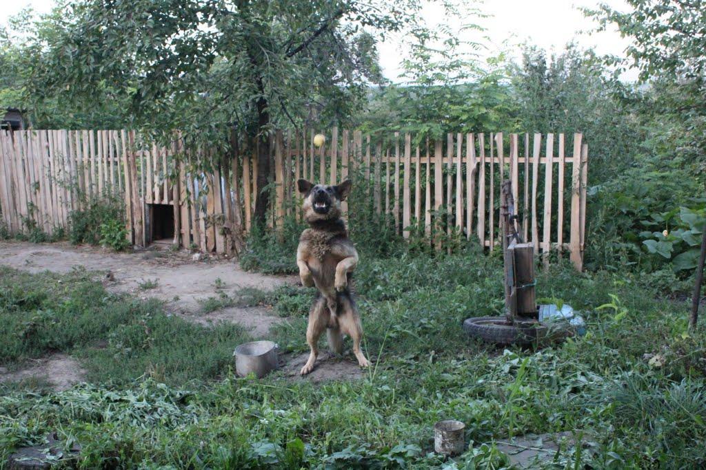 Подвір'ївка з panoramio.com - Podviryivka