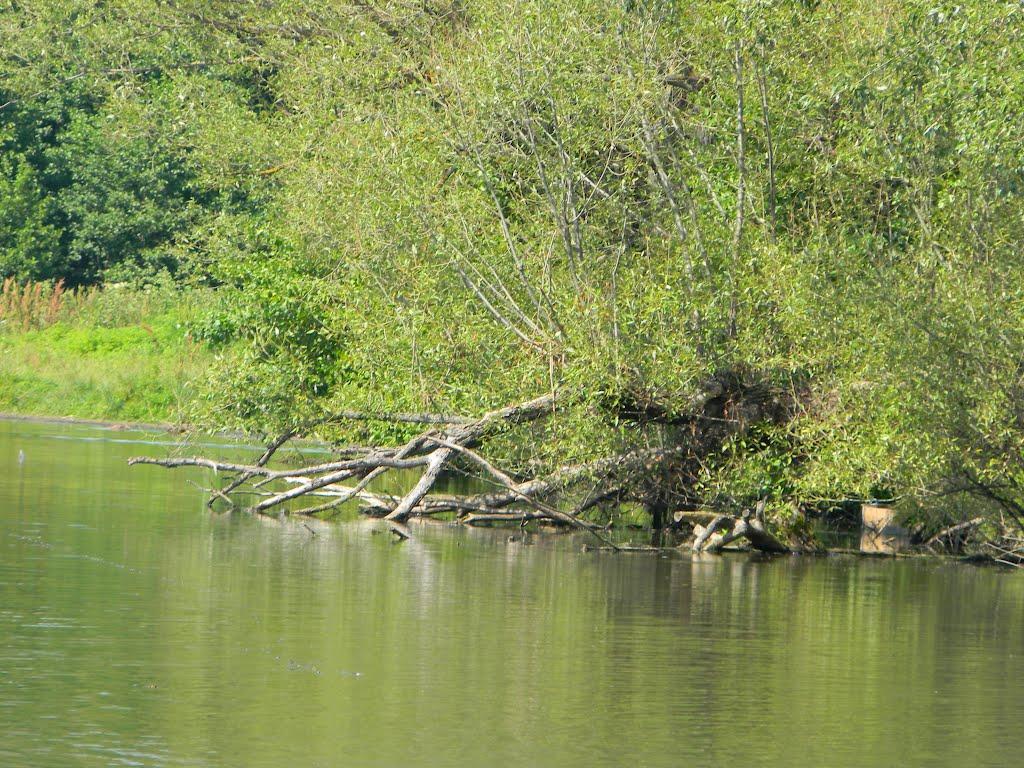 Півнівщина з panoramio.com - Pivnivschyna