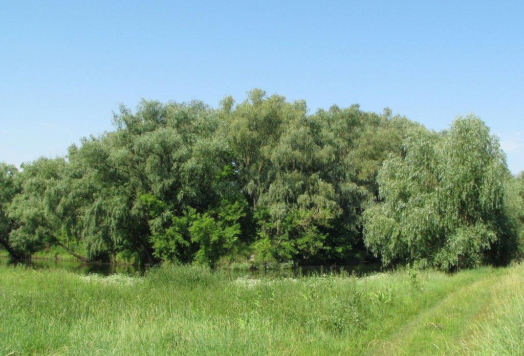 Марківці з panoramio.com - Марковцы