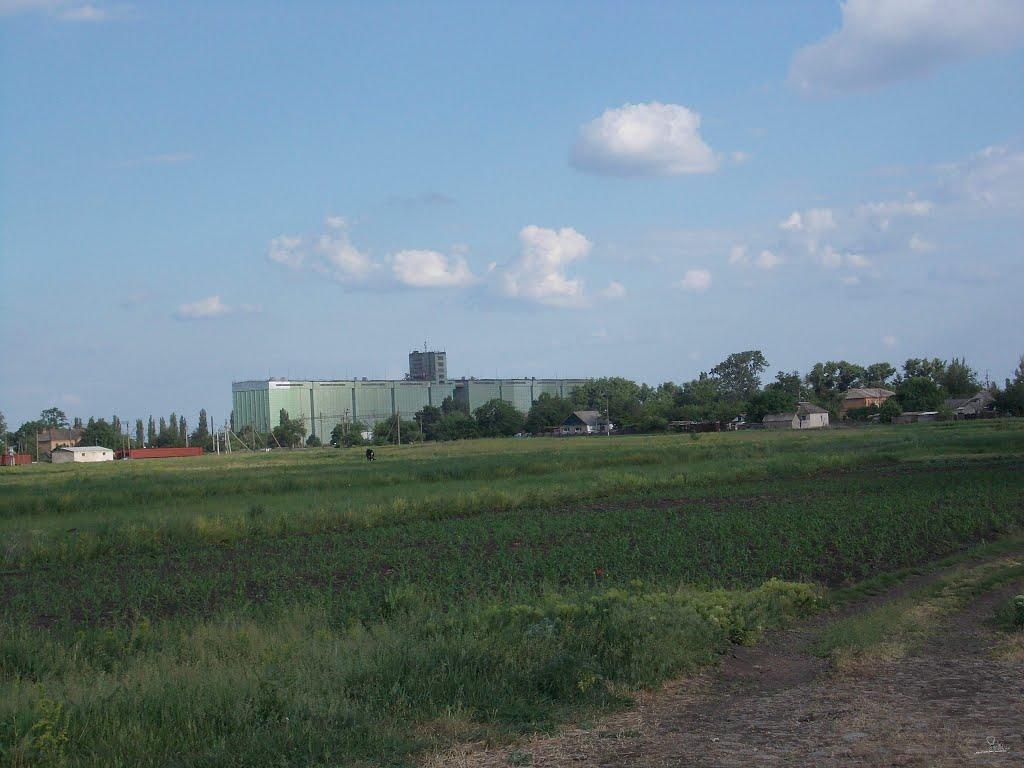 Кавуни з panoramio.com - Кавуни