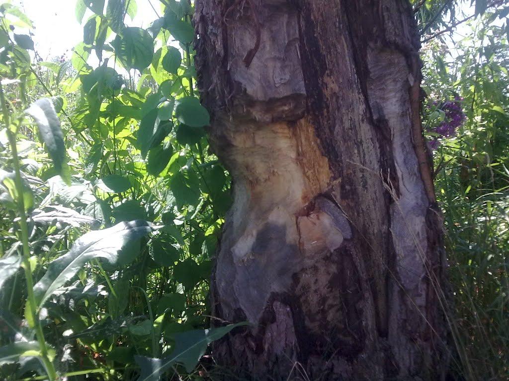 Кийлів з panoramio.com - Кийлів