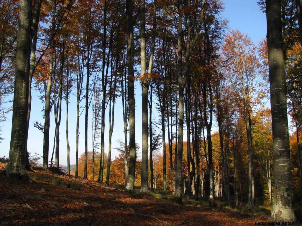 Хмелів з panoramio.com - Khmeliv