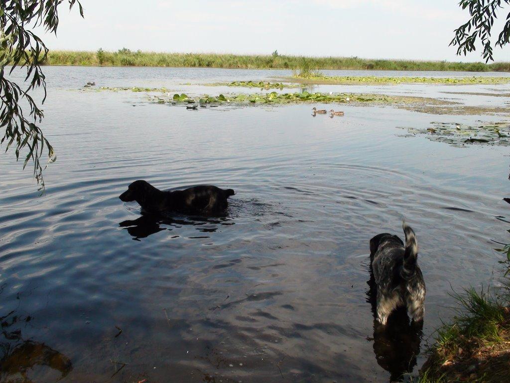 Кізомис з panoramio.com - Кізомис
