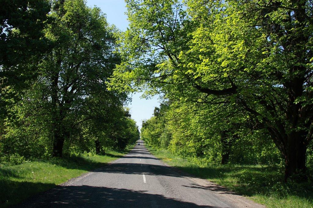 Сасів з panoramio.com - Сасов