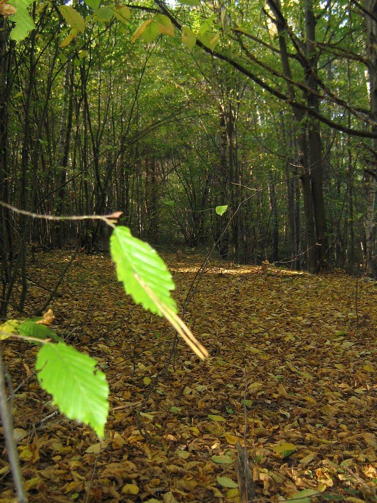 Полонне з panoramio.com - Полонное