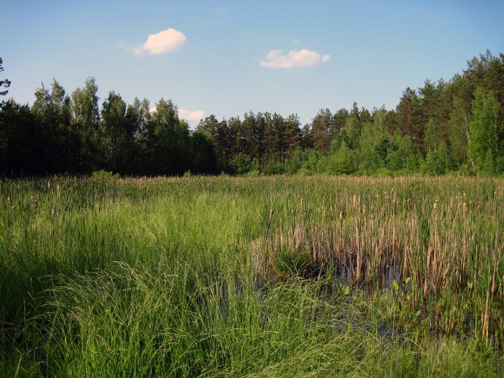 Діброво-Ленінське з panoramio.com - Dibrovo-Leninske