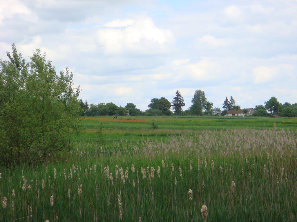 Великі Зозулинці з panoramio.com - Velyki Zozulyntsi