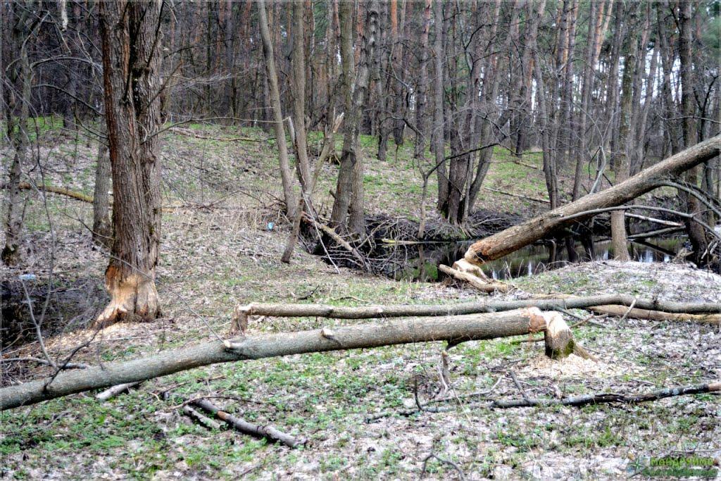 Терентіївка з panoramio.com - Терентиевка