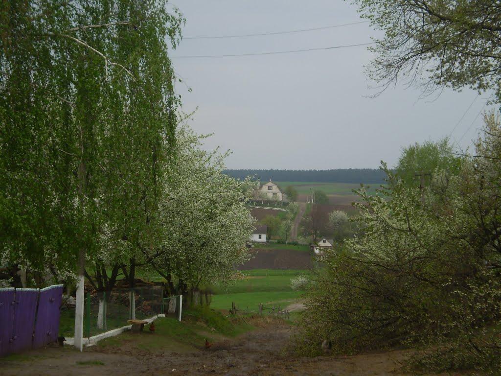 Жорнище з panoramio.com - Жорнище