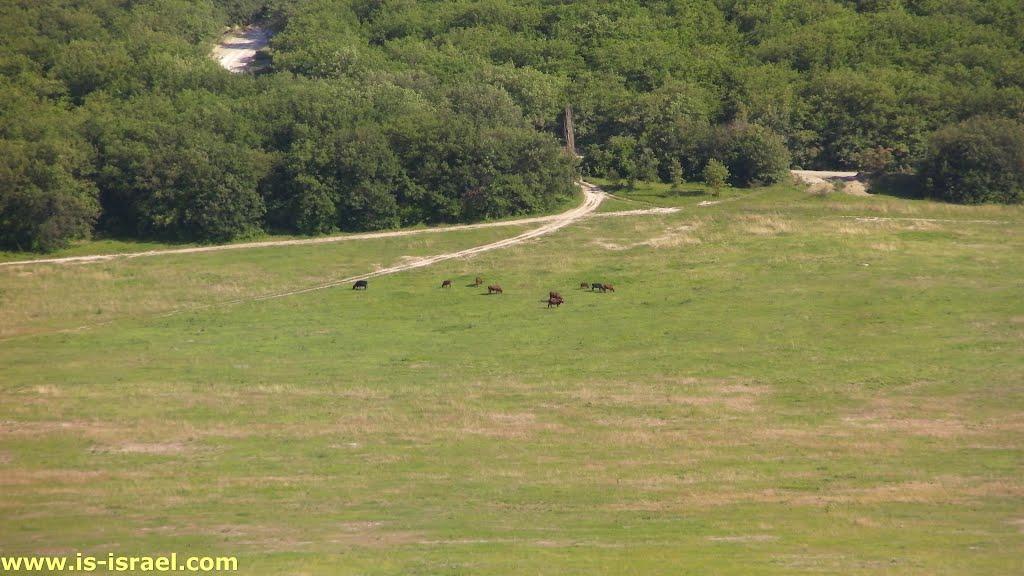 Малинівка з panoramio.com - Малиновка